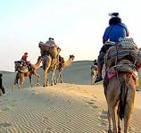 Camel Safari