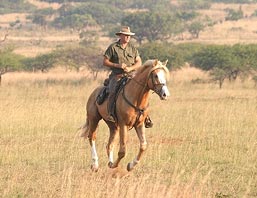 Horse Safari