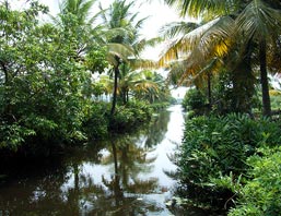 Back Water of Spicy Kerala