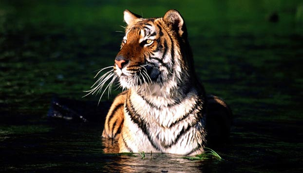 Royal Bengal Tiger Safari