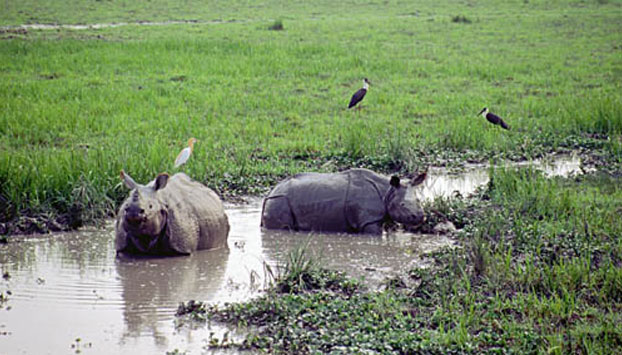 Kaziranga - Rhino Land Tour